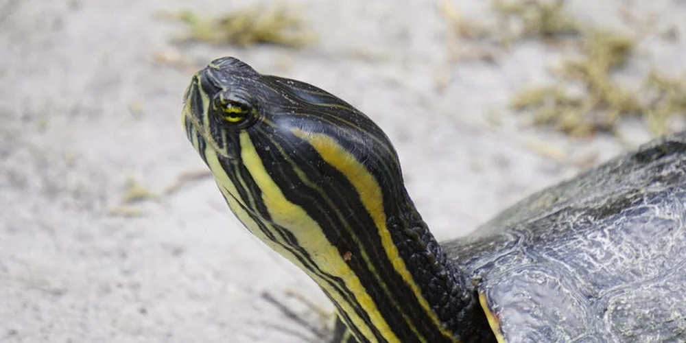 Close-up of a striped-neck turtle with yellow and black stripes on its head and neck resting on a sandy surface.