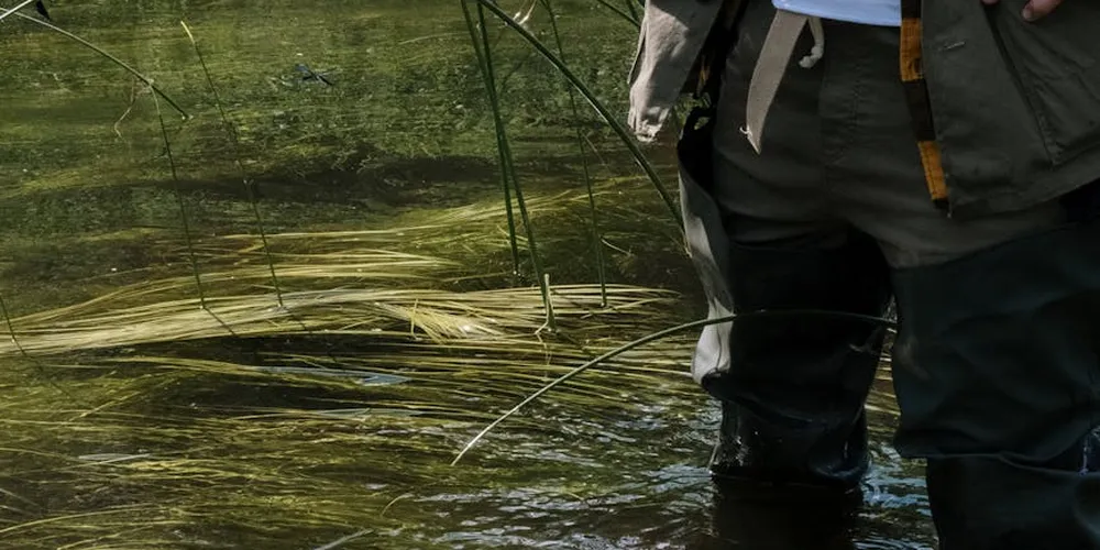 Person wearing waders standing in shallow water near aquatic plants, illustrating a natural, plant-rich turtle habitat.