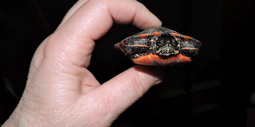 A small turtle being held between a person's fingers against a dark background.