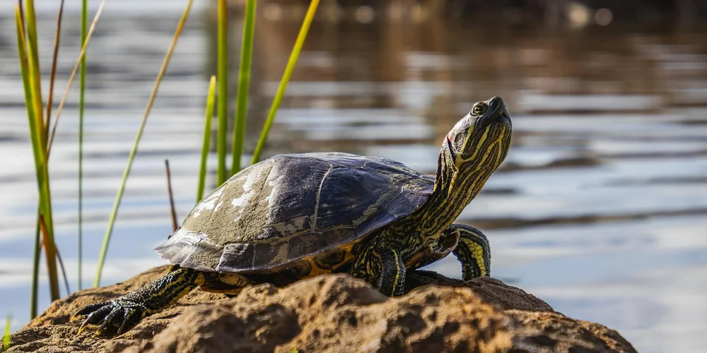 A turtle perched on a muddy shoreline by calm water, with tall reeds in the foreground.