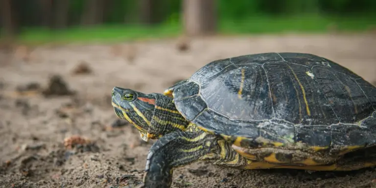 A turtle resting on a sandy surface with a dark shell and yellow markings, appearing lethargic.