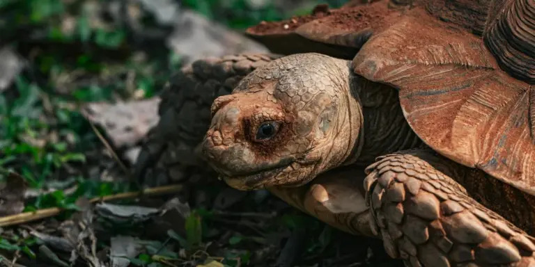 Close-up of a land tortoise with a textured shell resting on the ground.