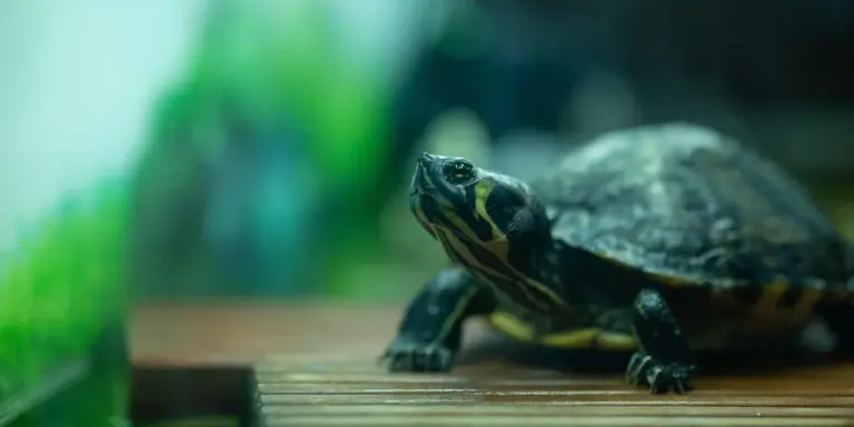 Close-up of a small turtle inside an aquarium, looking toward the camera
