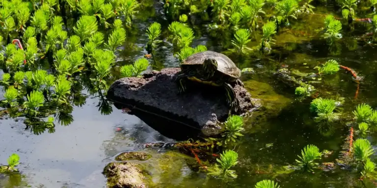 Turtle perched on a rock in a shallow pond surrounded by bright green aquatic plants