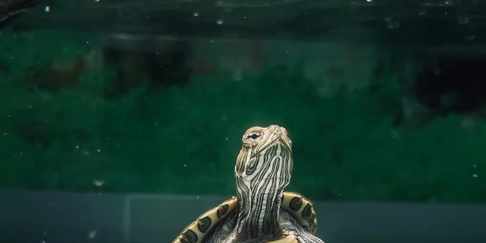 Close-up of a striped turtle peeking above the water surface in a glass aquarium.