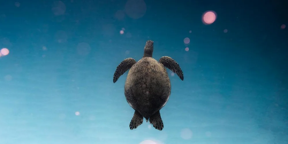 Small turtle swimming underwater toward the camera in clear blue water.