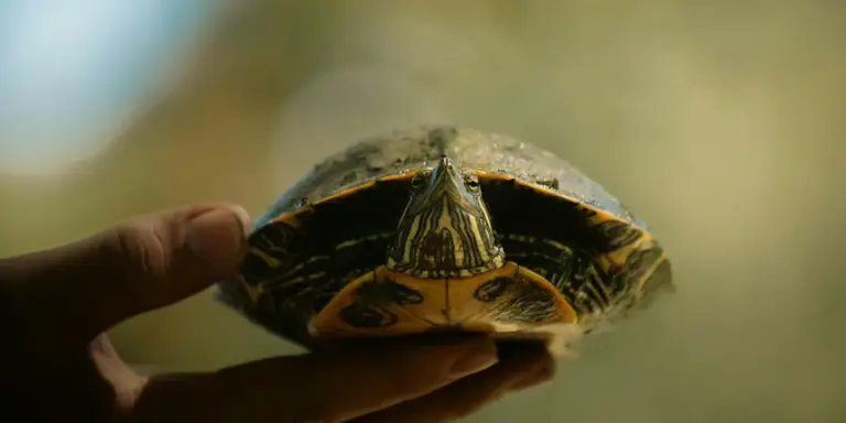 A small turtle being gently held by a human hand, showing the turtle’s shell and underside.
