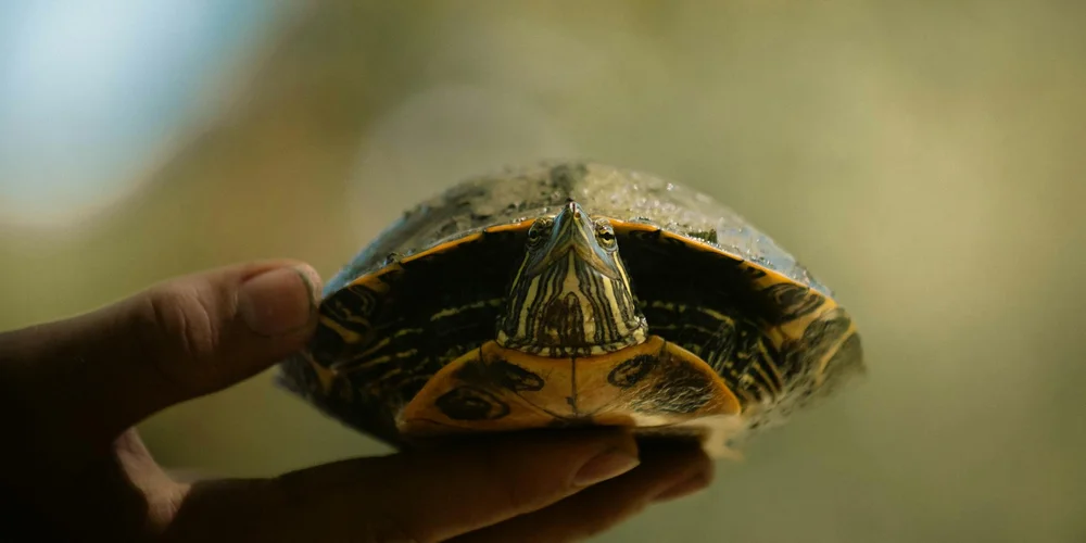 How Do Turtles Transmit Salmonella and How Can You Prevent It?