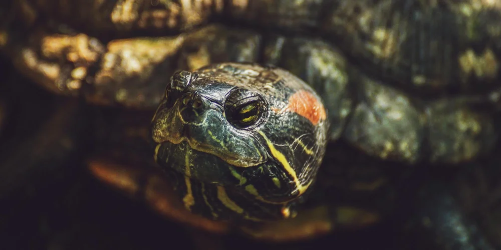 Close-up of a turtle's head with colorful markings, seen from the front inside an aquarium.