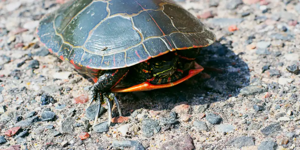 A small turtle on a rocky surface displays a dark carapace with a bright network of yellow lines; its head and limbs are partly tucked in.