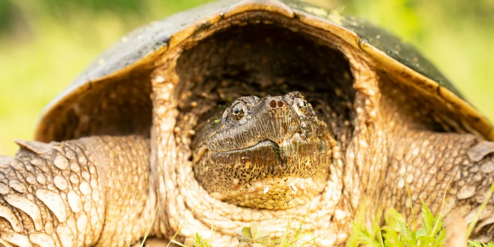 Close-up of a tortoise with its head extended from its shell in a grassy area.