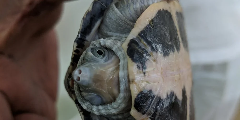 Close-up of a pet turtle with its head extended while being gently held, illustrating stress signals to watch for during first-time handling.