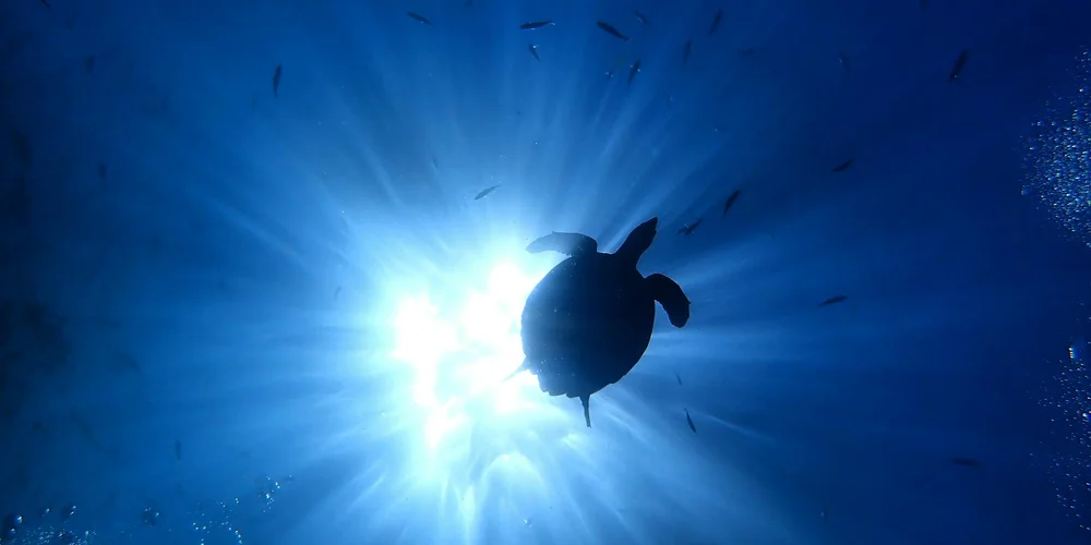 Underwater silhouette of a turtle swimming toward a sunlit surface.