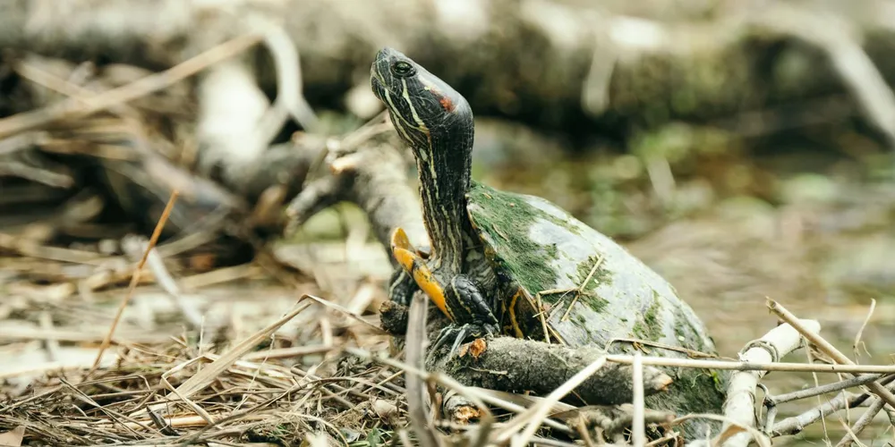 A turtle resting on a shoreline with twigs and dried leaves, illustrating natural substrate and debris