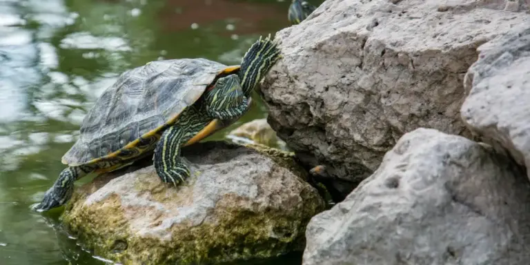 A small turtle perched on sunlit rocks at the edge of a pond, appearing cautious.