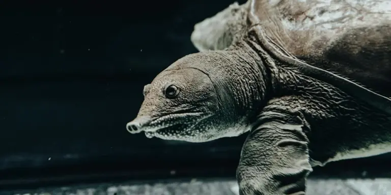 Close-up of a turtle in a tank, showing textured skin and shell against a dark background.