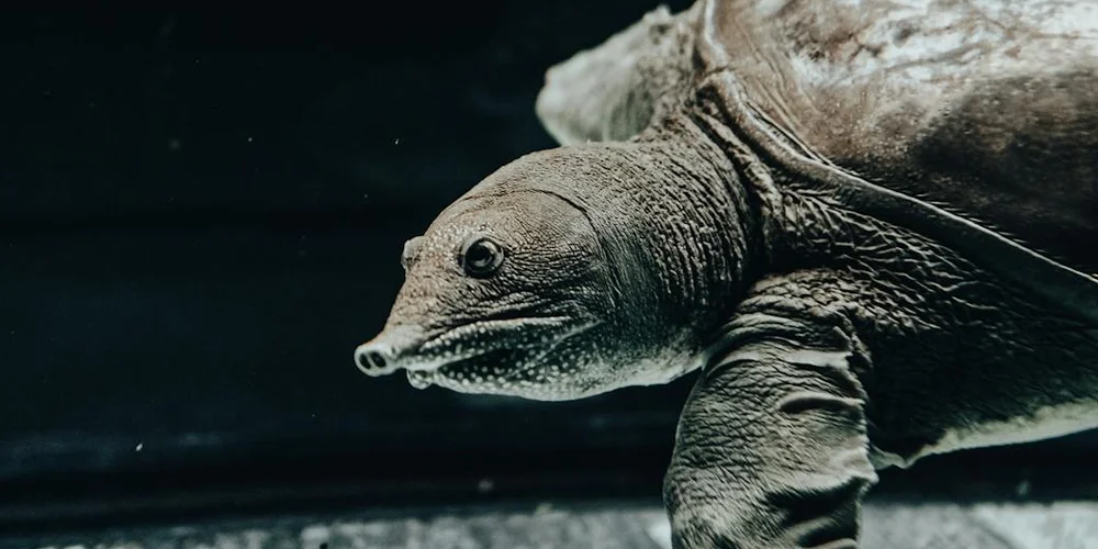 How to Keep Your Turtle Tank Clean and Odor-Free