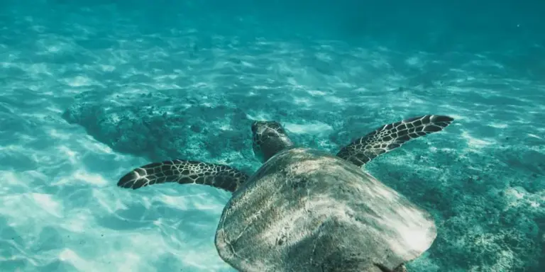 An aquatic turtle swims in clear blue water with its shell visible.