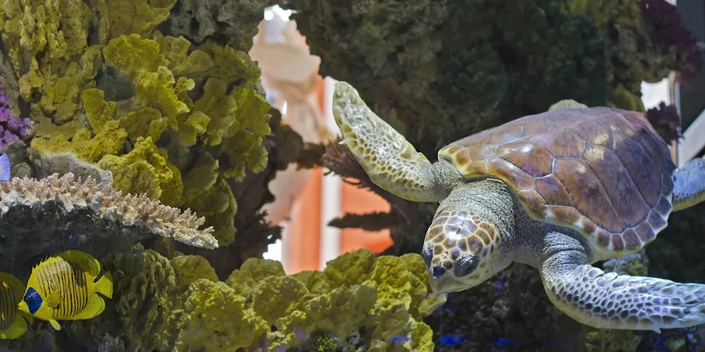 An aquatic turtle swims in a home aquarium with rocks and coral-like decorations.
