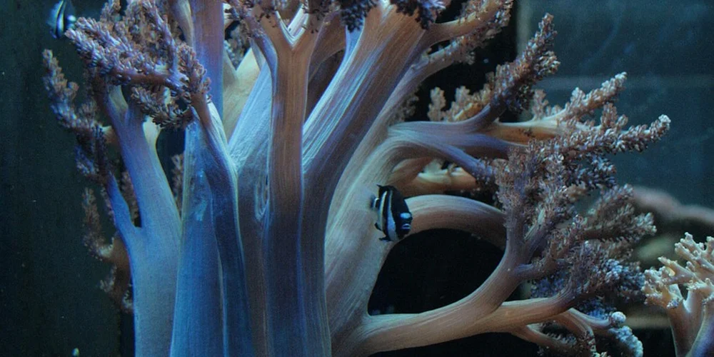 Aquarium scene with coral decorations and a tunnel-like opening, representing a healthy turtle tank.
