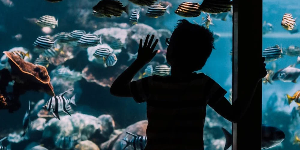 Silhouetted person peering into a large aquarium filled with many striped fish.