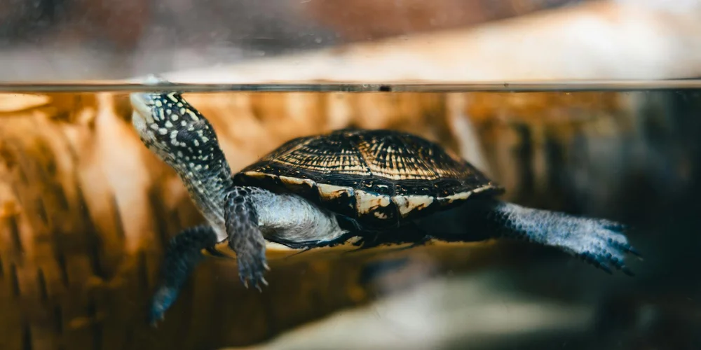 A turtle swimming underwater inside a glass aquarium, illustrating planning and space considerations during a tank upgrade.