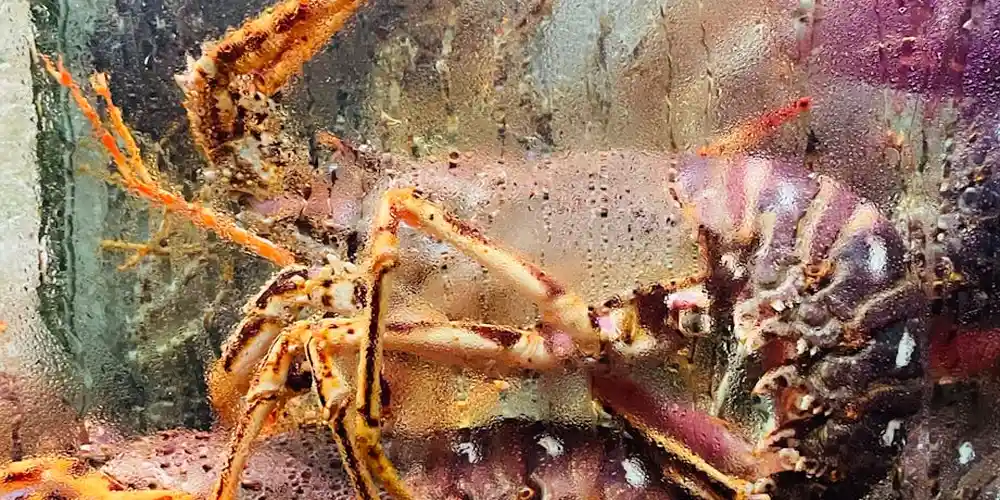 Upgrading Your Turtle’s Tank: A Financial and Space-Planning Guide