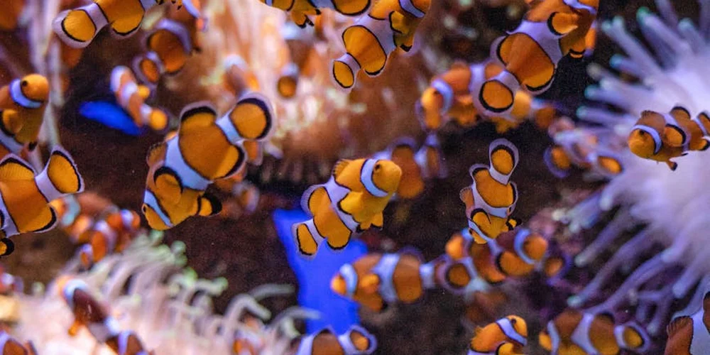 Cluster of orange and white clownfish swimming among coral in a home aquarium.