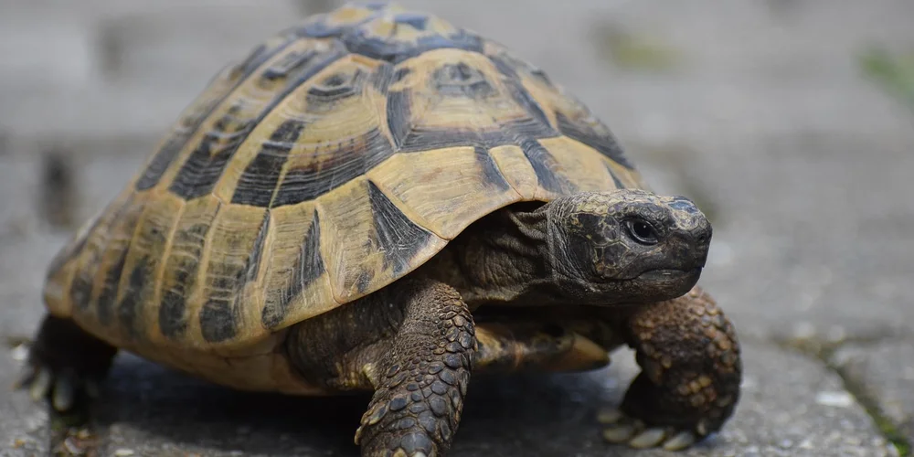 Close-up of a turtle on a stone surface, highlighting the shell pattern and textured skin.