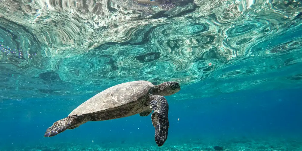 Sea turtle swimming underwater in clear blue water, illustrating a suitable habitat