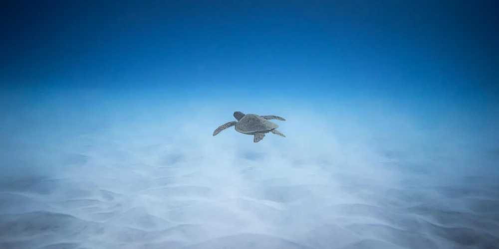 A turtle swimming underwater in a blue, clear-water environment.