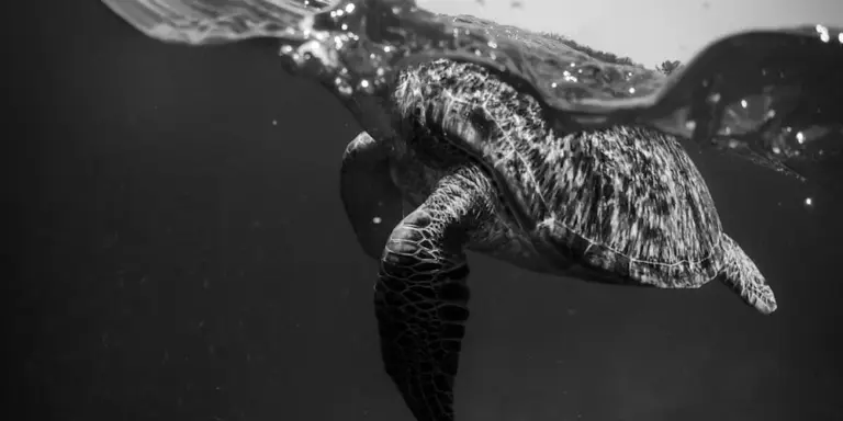 Black-and-white underwater photograph of a turtle swimming, showing its shell and flippers