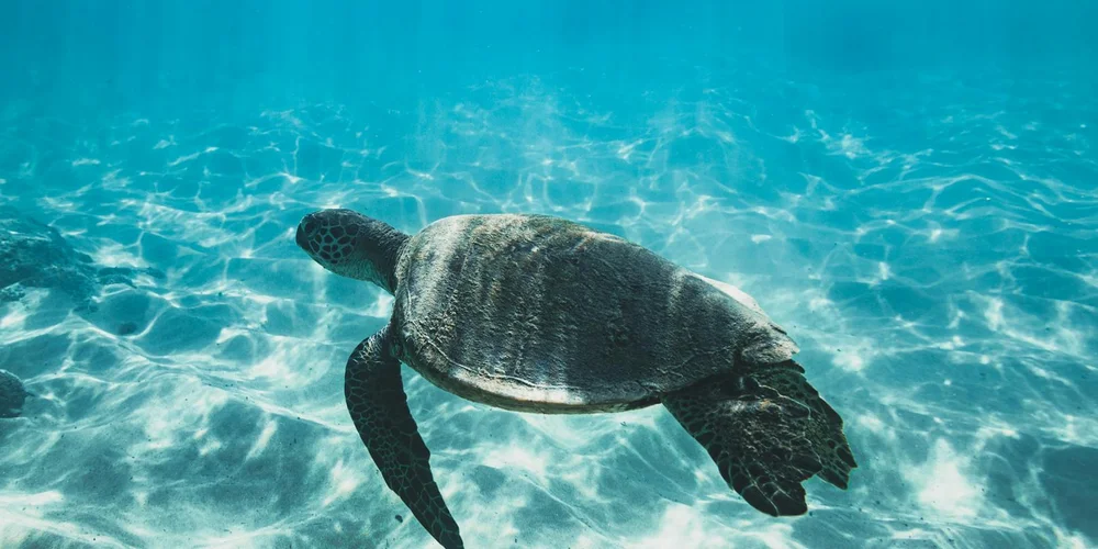 Sea turtle swimming underwater in clear turquoise water.