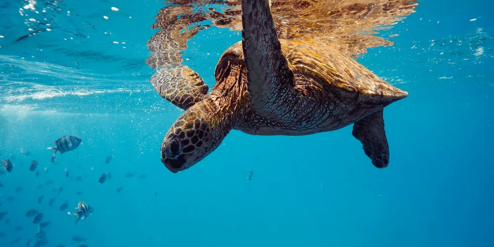 A sea turtle swimming underwater in clear blue water, viewed from below.