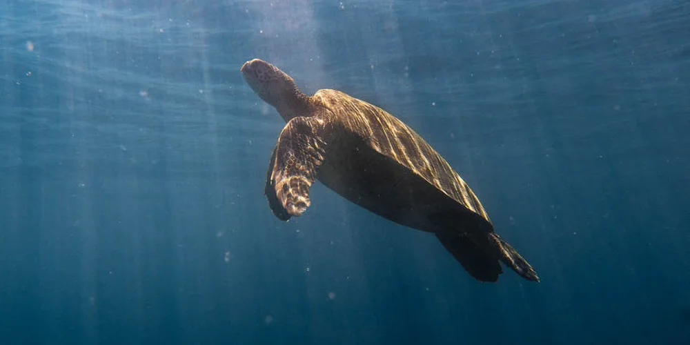 Sea turtle swimming underwater