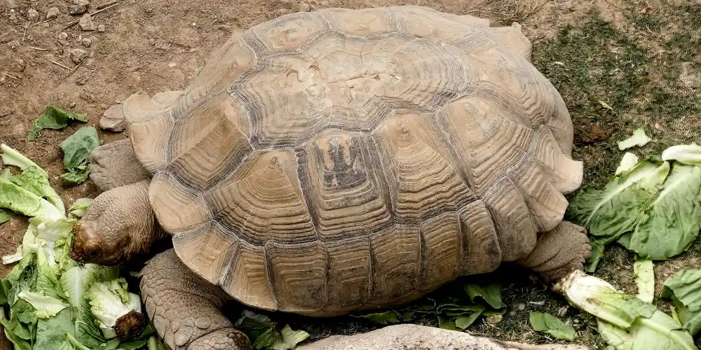 A large tortoise on dirt nibbling on chopped lettuce and greens scattered around.