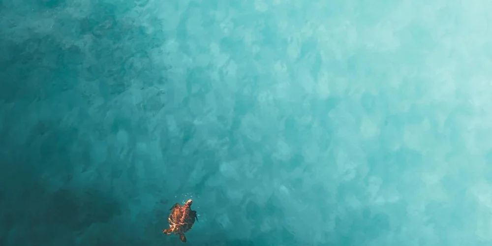 Small turtle swimming underwater in turquoise water