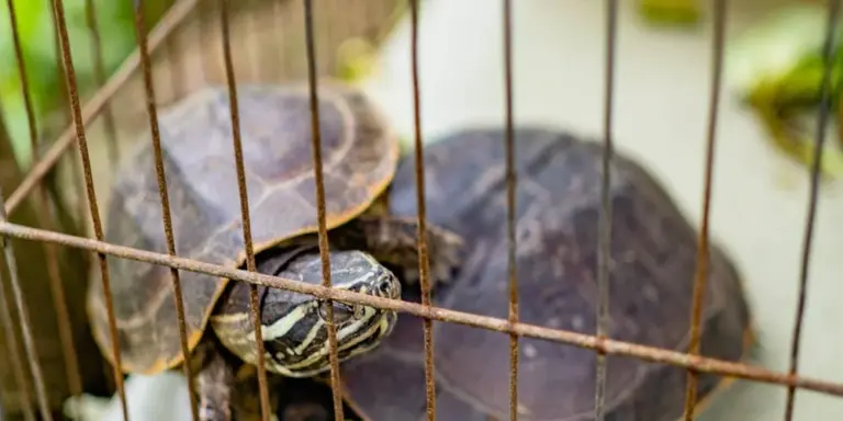 Turtle behind metal cage bars, peering through them.