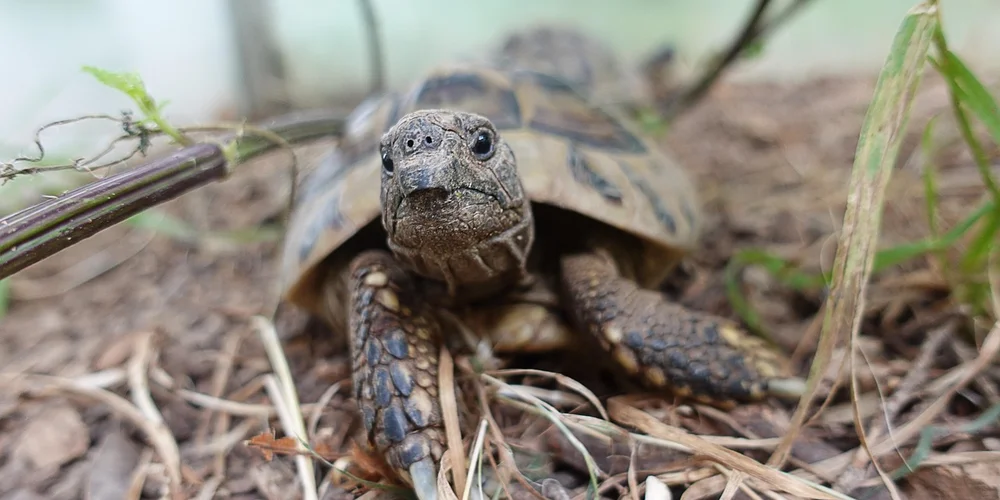 Close-up of a small pet turtle resting on straw in a simple enclosure.