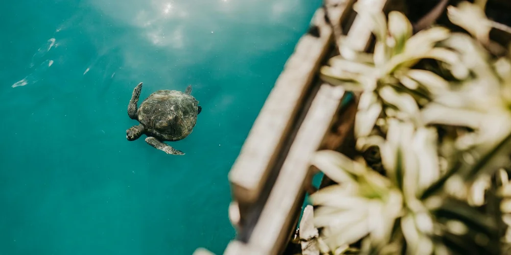 A small turtle near teal water, with a wooden railing and plants nearby.