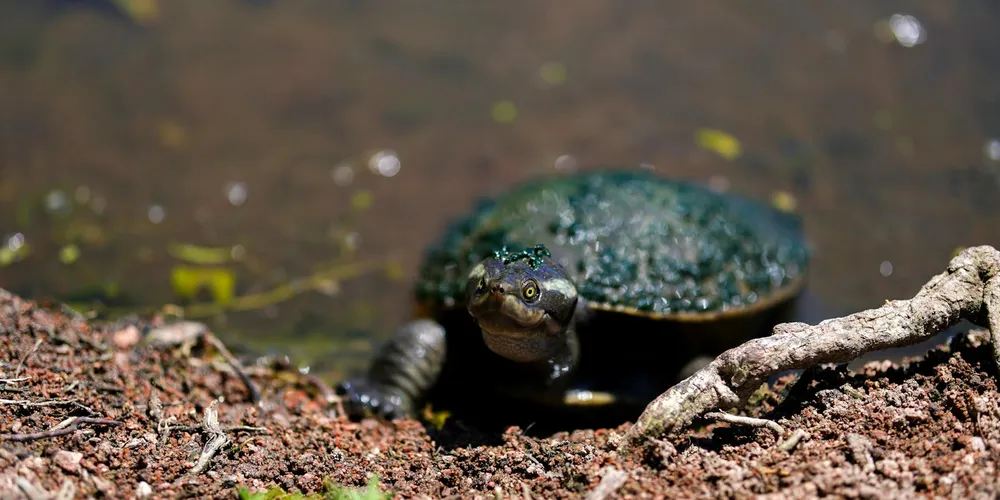 Close-up of a small aquatic turtle with green algae growing on its shell, resting near a muddy edge in a tank.