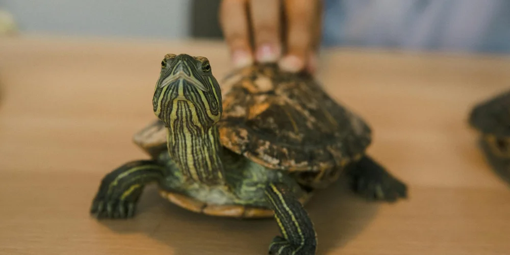 Close-up of a small pet turtle on a wooden table with a human hand nearby, suggesting hands-on care.