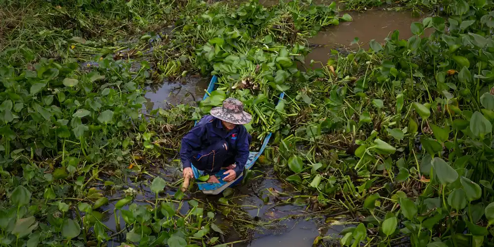 Person in shallow water among dense aquatic vegetation, inspecting greens that could be used for a turtle's diet