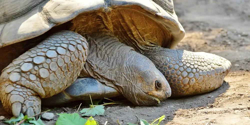 Bare-Bottom Turtle Tank Setup: Weighing the Benefits and Drawbacks