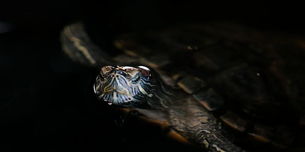 Close-up of a turtle's head and upper shell visible in dark water, showing striped neck and facial features.