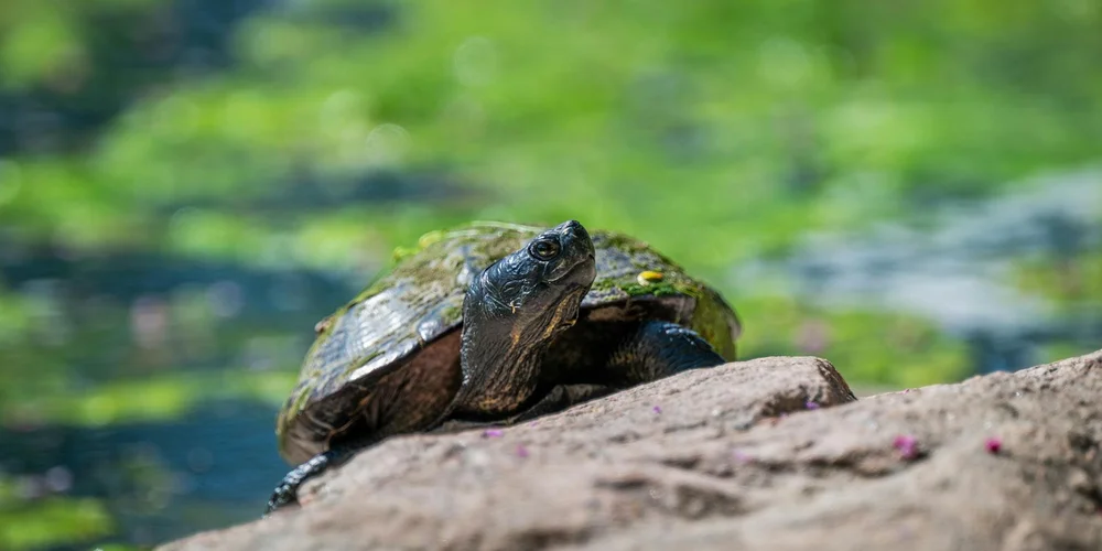 Close-up of a turtle perched on a sunlit rock above a pond, basking with water and green reflections in the background.