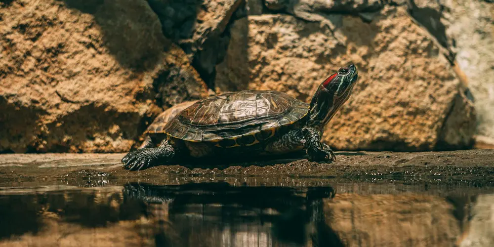 A turtle basking on a rock at the edge of a pond with a rocky background.