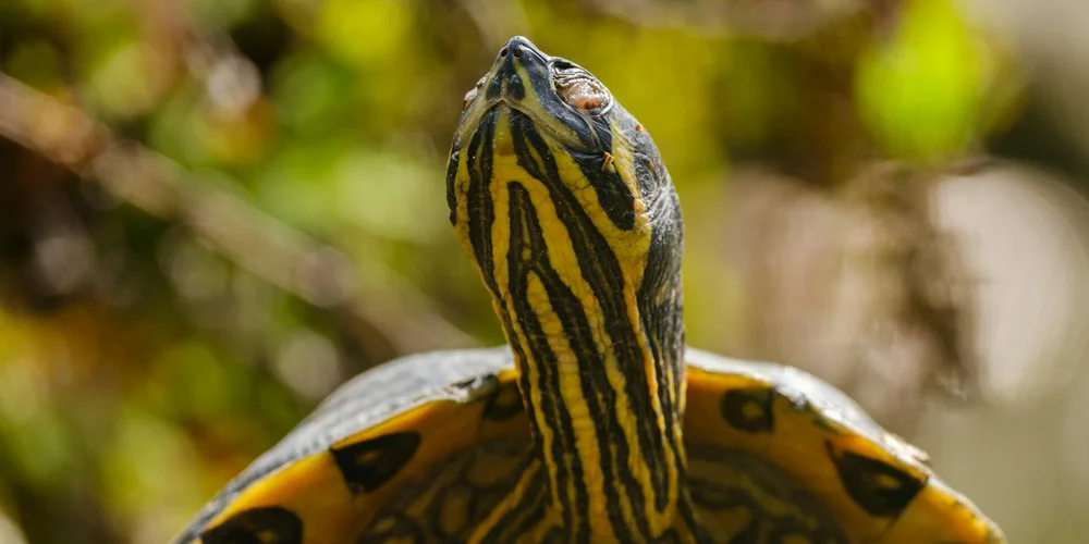 Close-up of a striped turtle basking on a rock with a sunlit, natural background