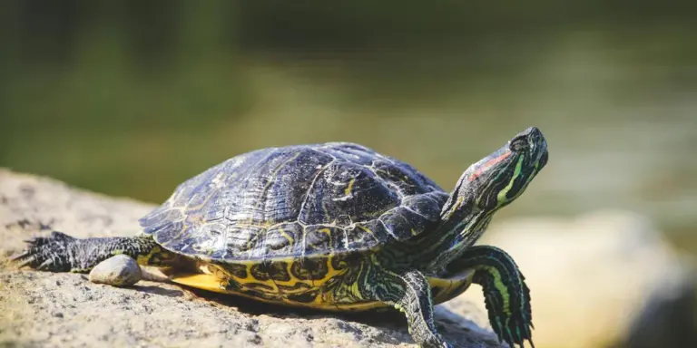 A turtle basking on a rock beside a calm body of water.