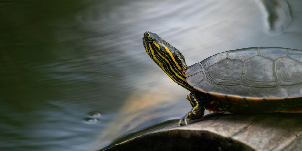 A turtle with a yellow-striped head perched on a rock beside a blurred pond.